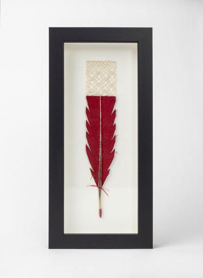 Single Huia Feather Framed