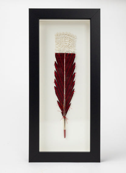 Single Huia Feather Framed
