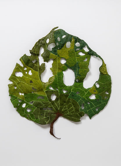 Giant Kawakawa Leaf  - 3D Embroidery