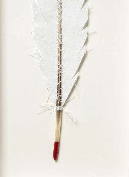 Single Huia Feather Framed