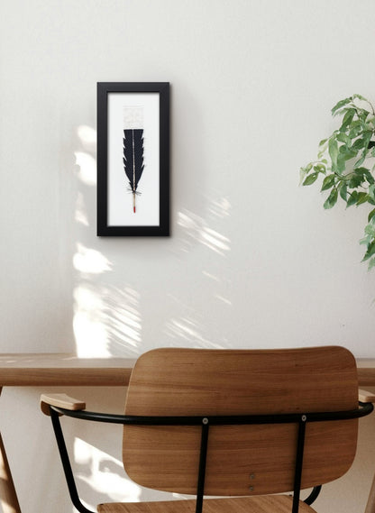Single Huia Feather Framed