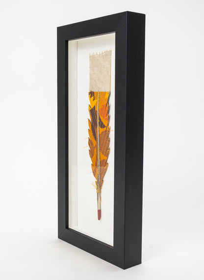 Single Huia Feather Framed
