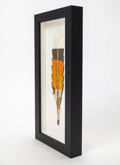 Single Huia Feather Framed
