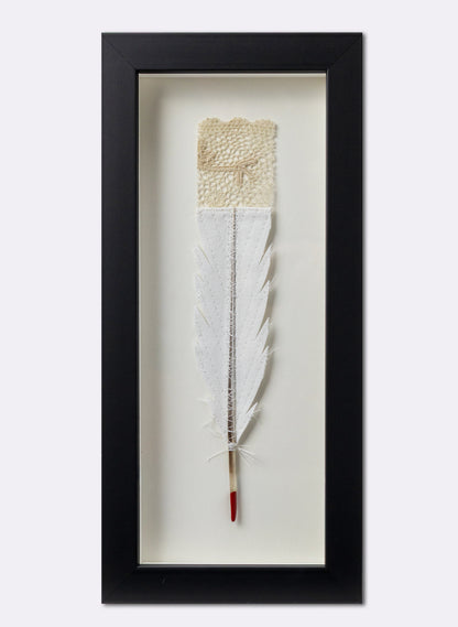 Single Huia Feather Framed