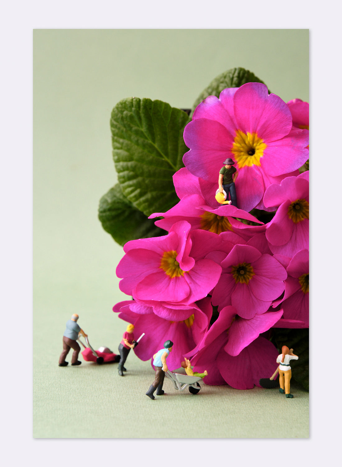 Vertically Challenged Gardening - Photographic Print