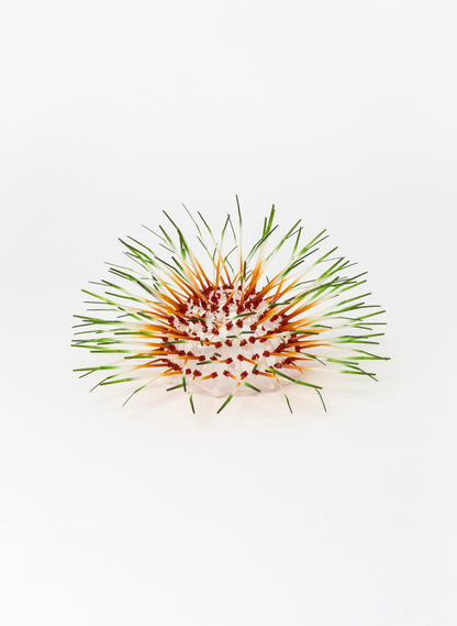 Mini Kina - Burnt Orange / Green