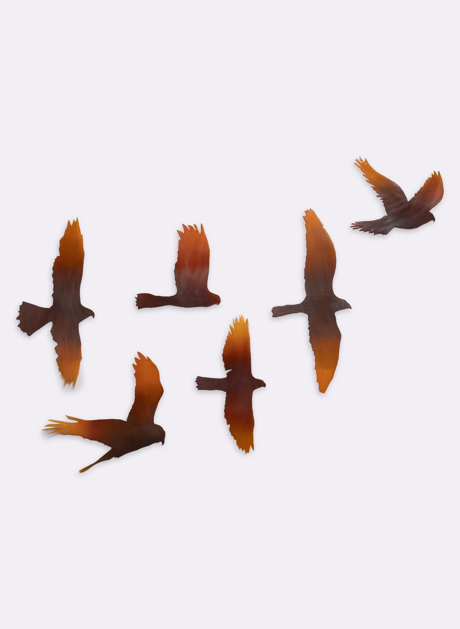 Kārearea Flock