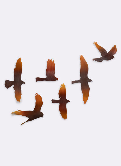 Kārearea Flock
