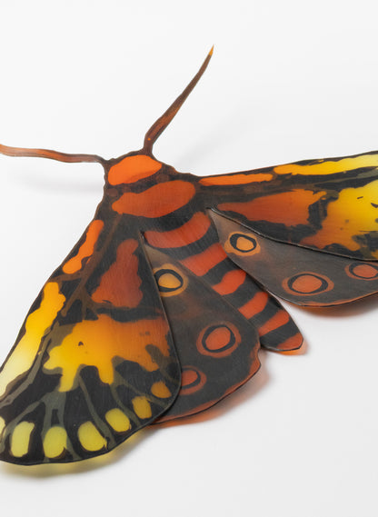 Tiger Moth
