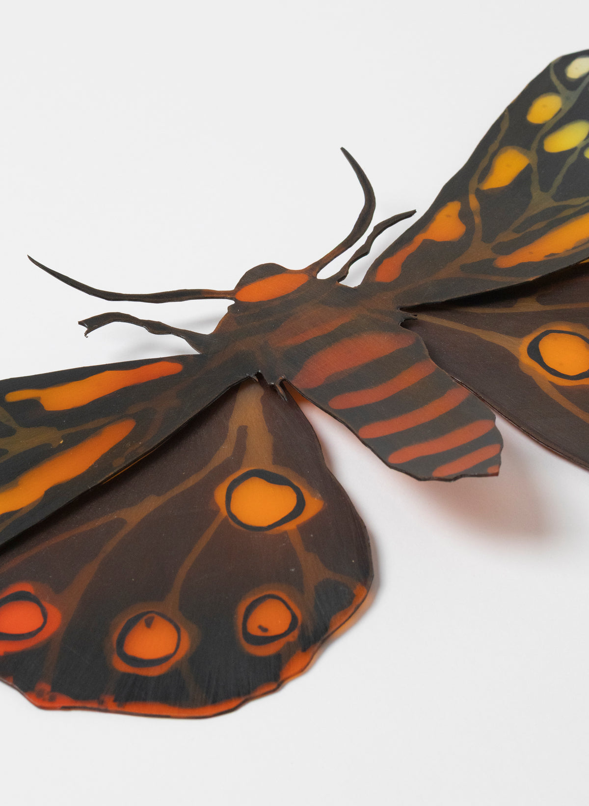 Tiger Moth