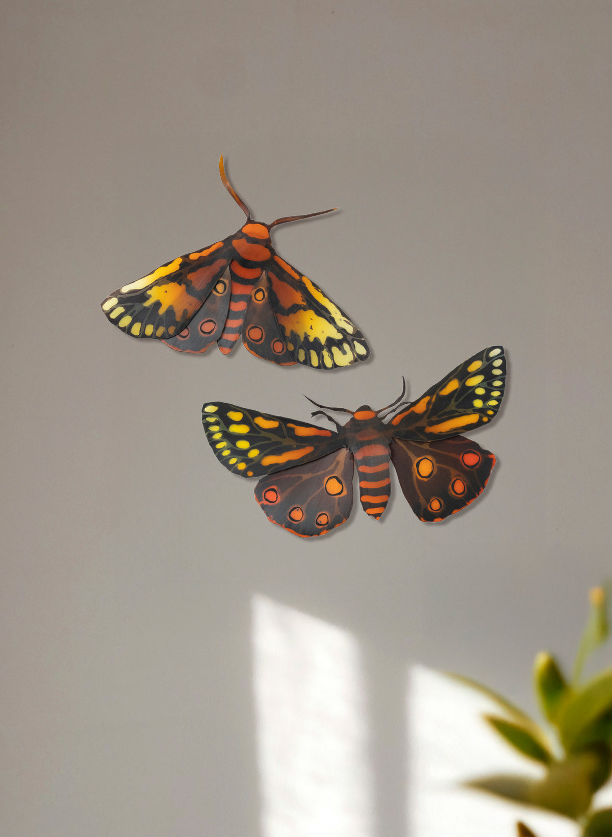 Tiger Moth
