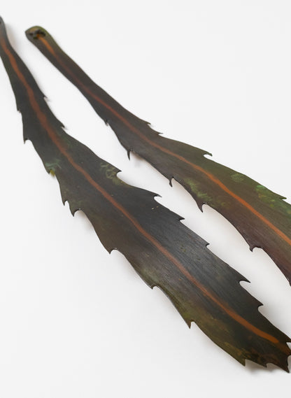 Lancewood Leaf - Medium