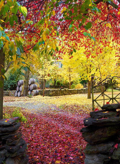 Autumn Symphony - Photographic Print
