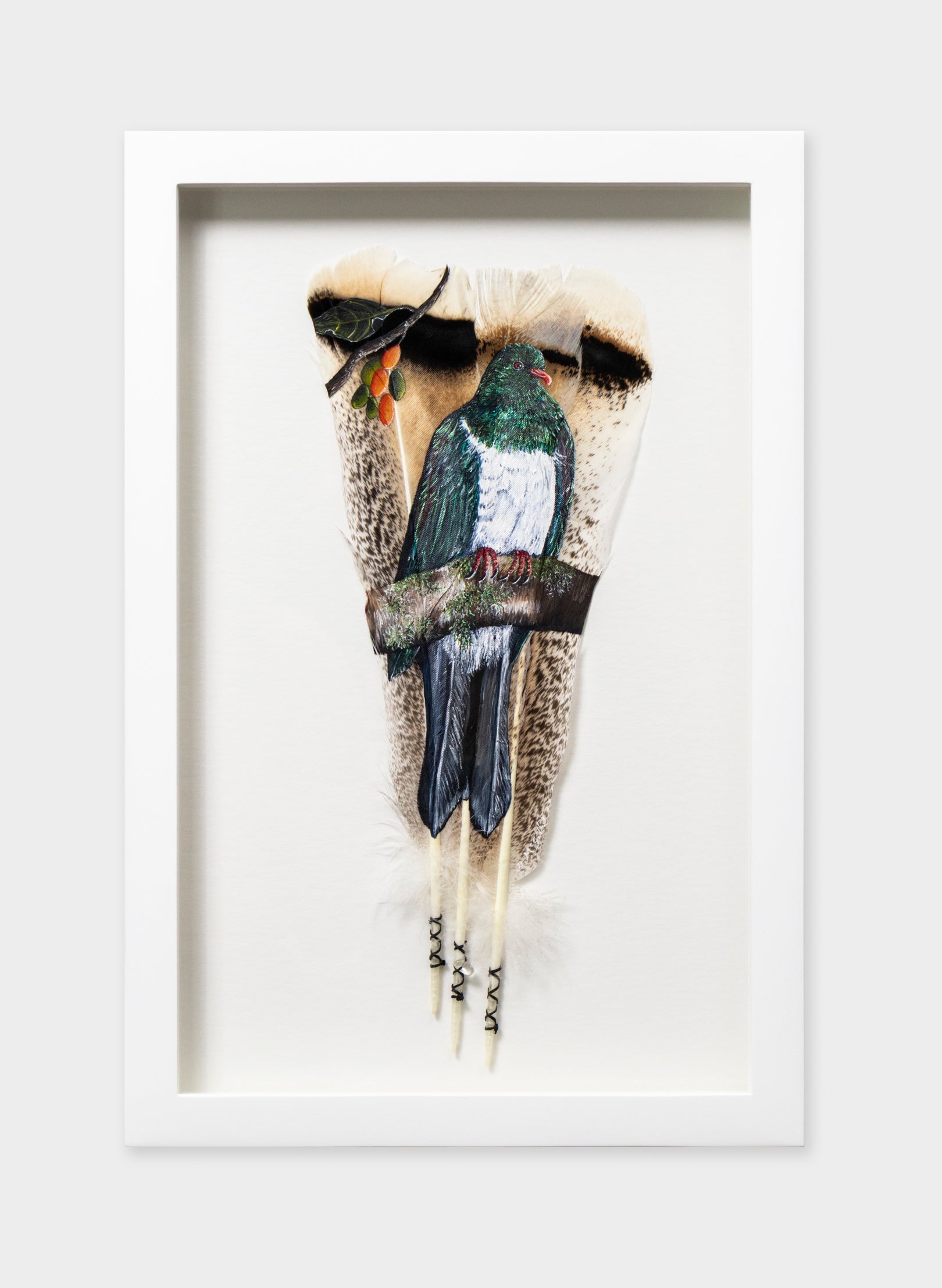 NZ Wood Pigeon Kererū - Framed