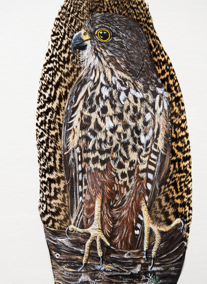 NZ Falcon Kārearea - Framed