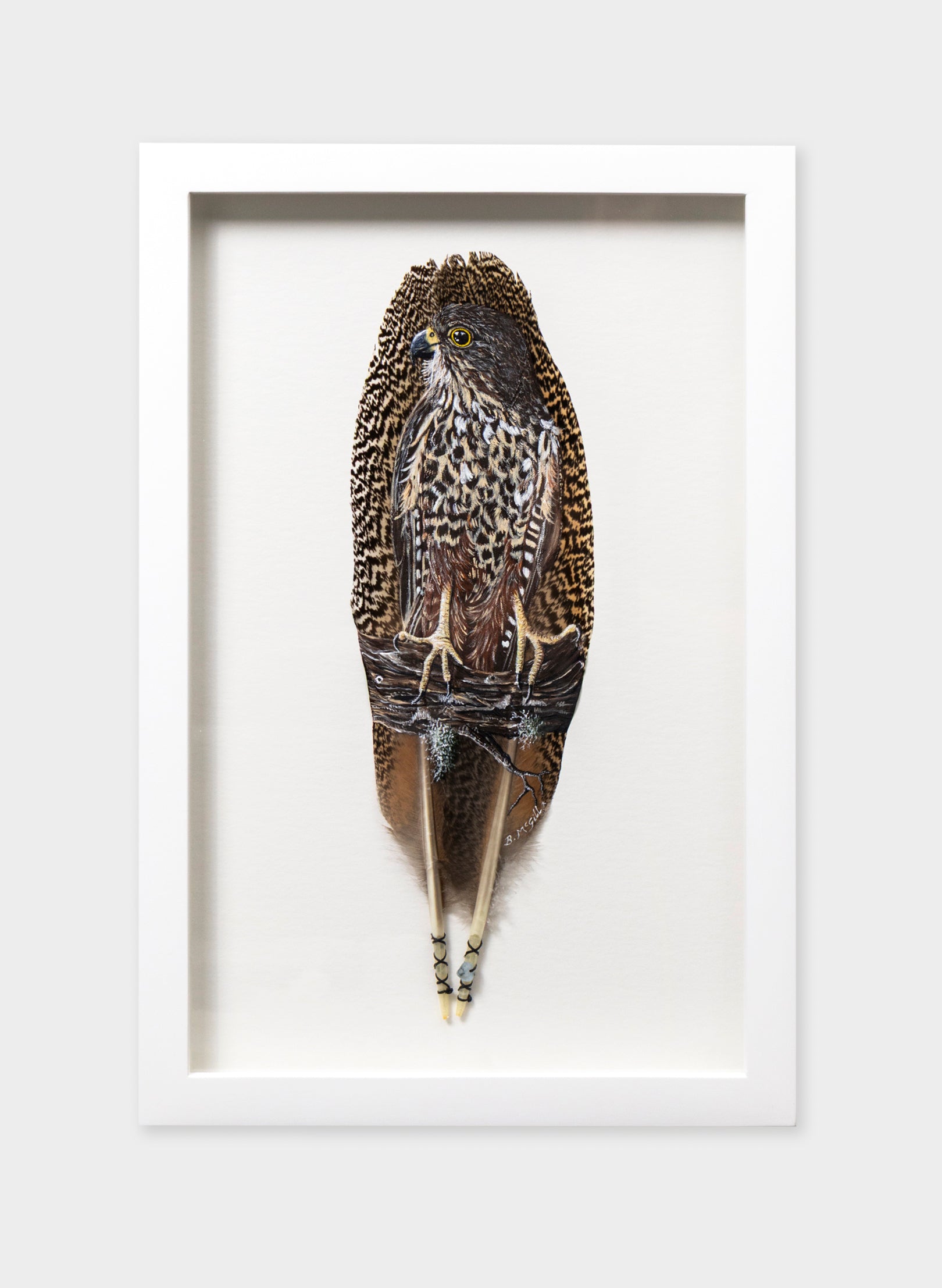 NZ Falcon Kārearea - Framed