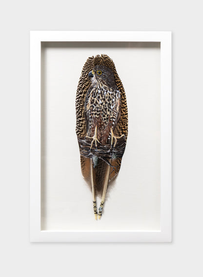 NZ Falcon Kārearea - Framed