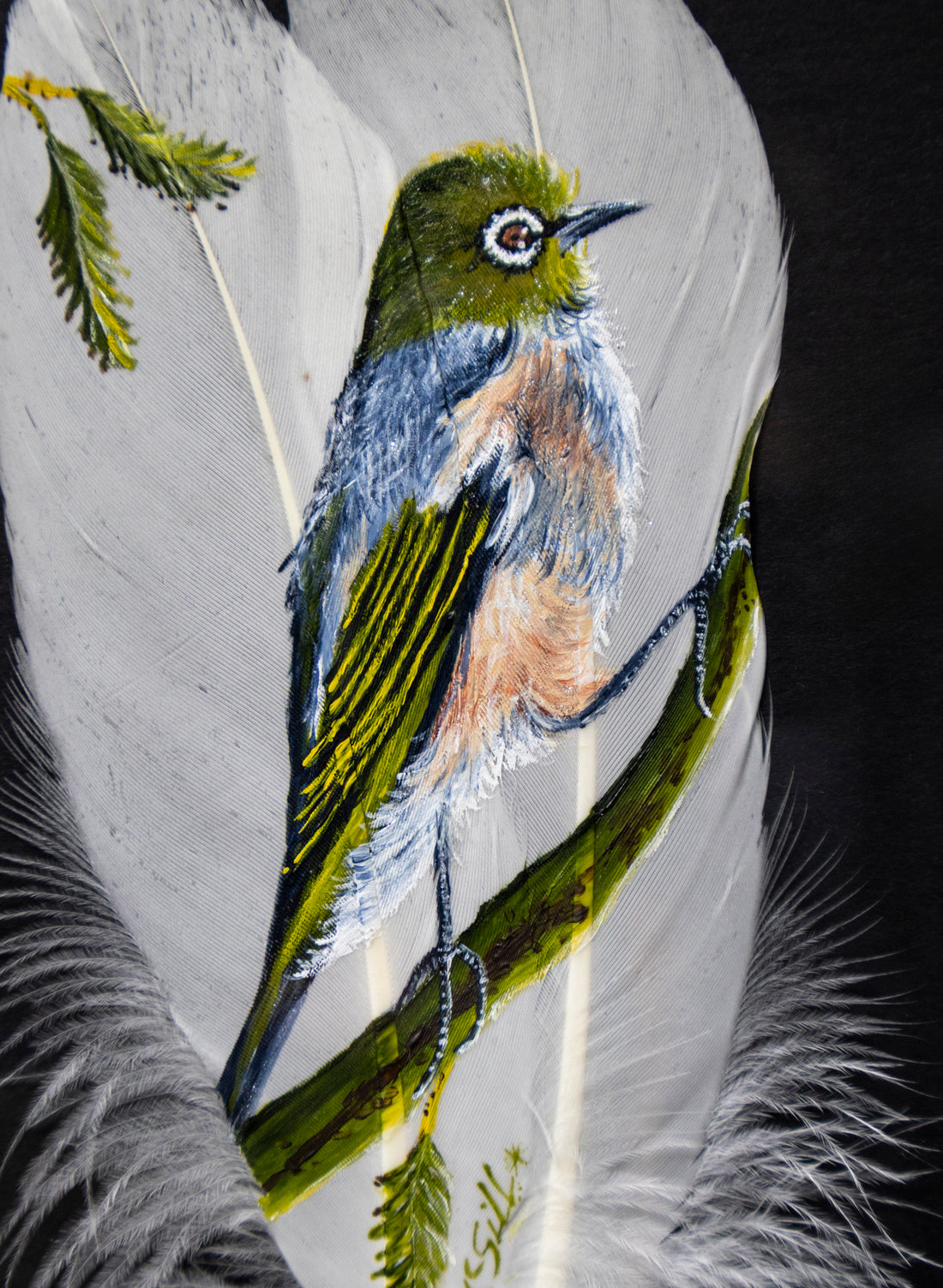 Waxeye Tauhou  - Framed