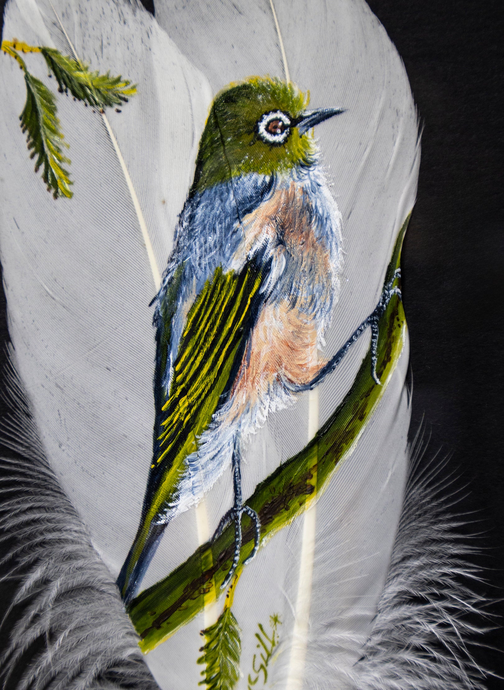 Waxeye Tauhou  - Framed