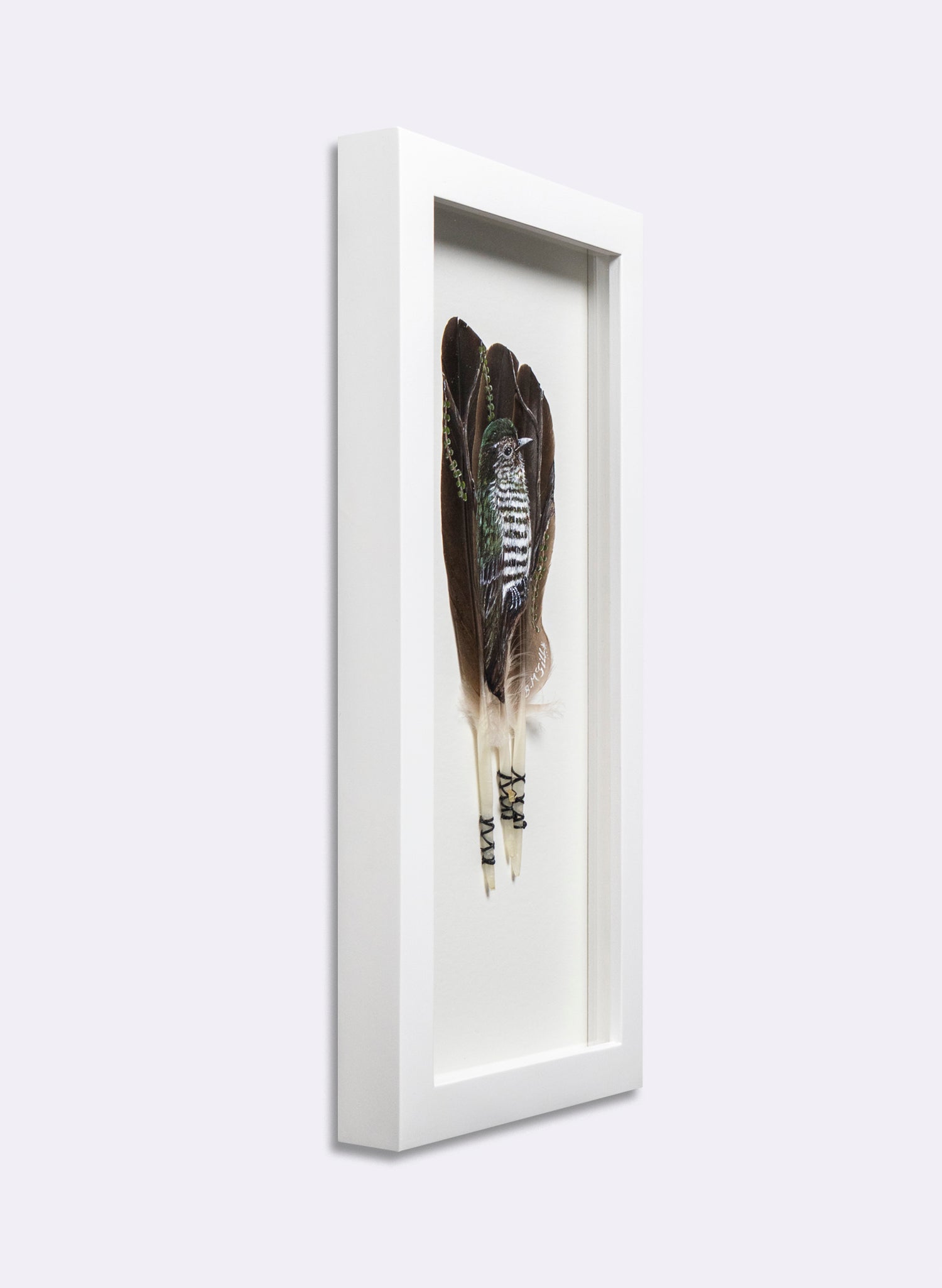 Shining Cuckoo - Pīpīwharauroa - Framed