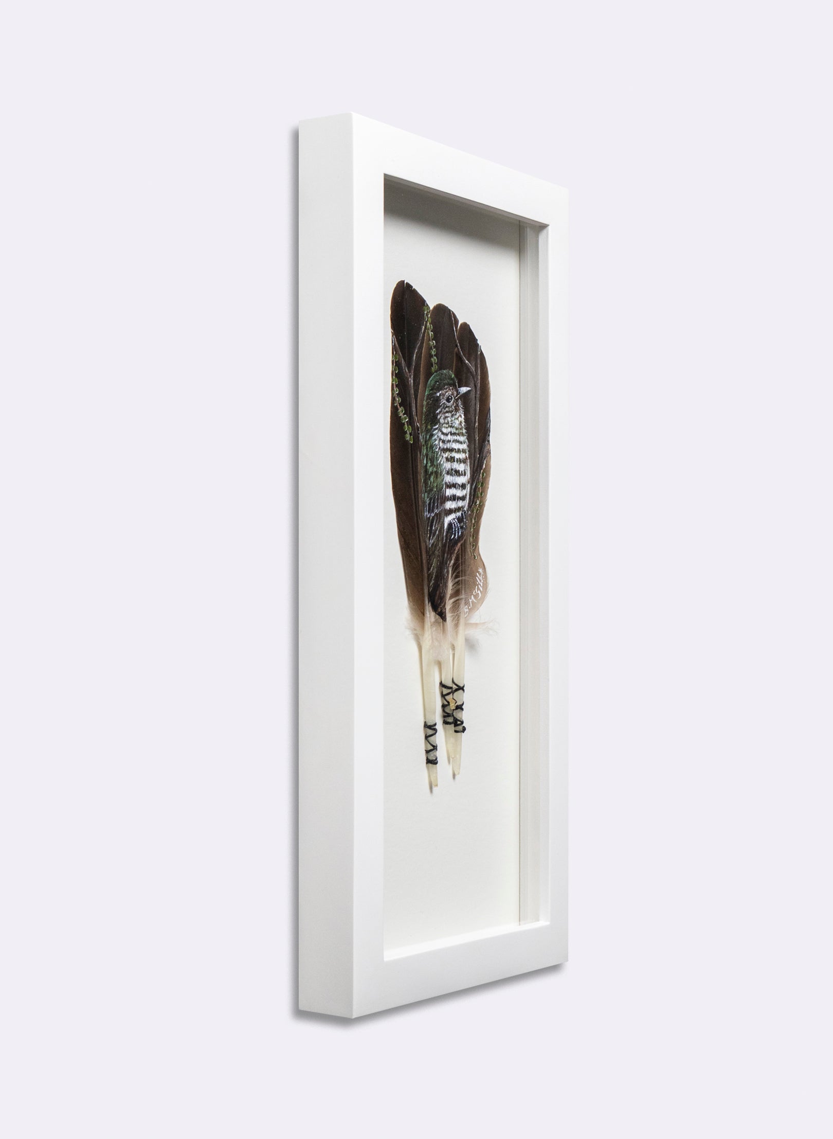 Shining Cuckoo - Pīpīwharauroa - Framed