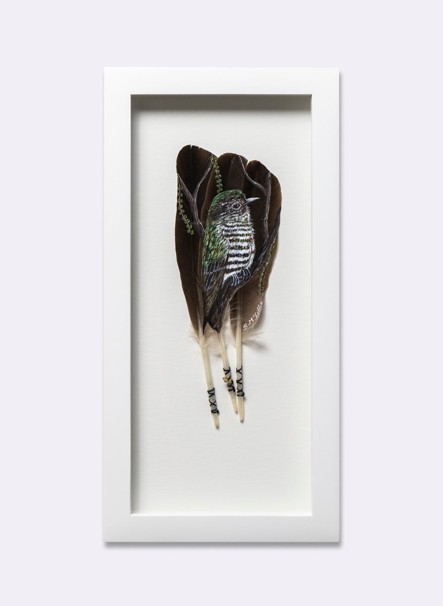 Shining Cuckoo - Pīpīwharauroa - Framed