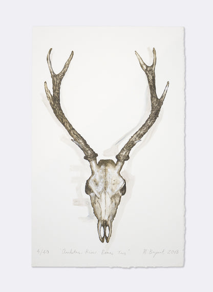 Ambitus River Bones