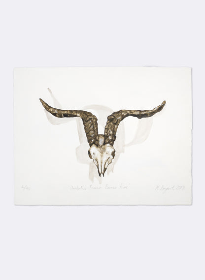 Ambitus River Bones