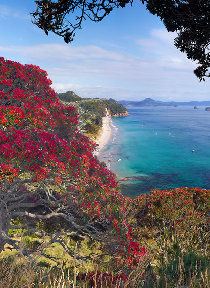 Blazing Beauty - Photographic Print