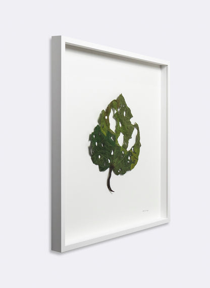 Giant Kawakawa Leaf  - 3D Embroidery