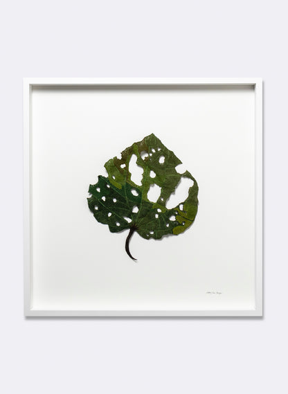 Giant Kawakawa Leaf  - 3D Embroidery