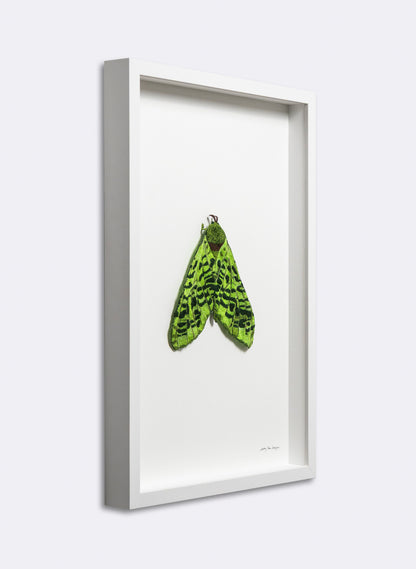 Pūriri Moth Sculptural Embroidery