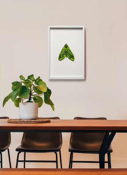 Pūriri Moth Sculptural Embroidery