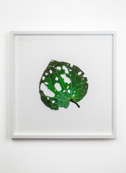 Giant Kawakawa Leaf  - 3D Embroidery