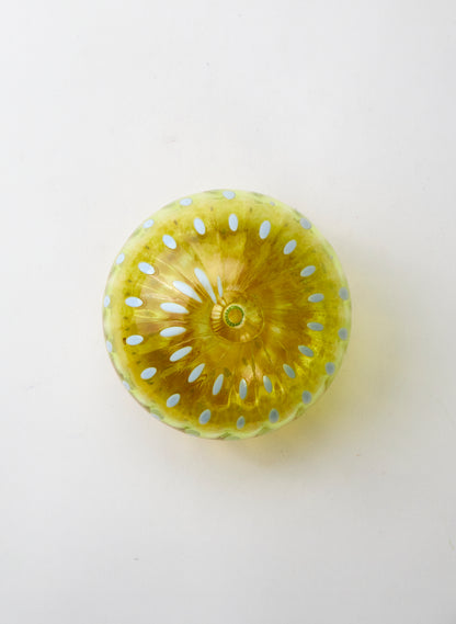 Sea Urchin - Pineapple Honey