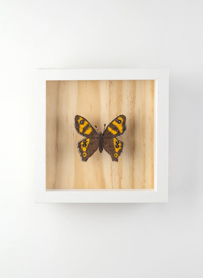 NZ Forest Ringlet Butterfly - 3D Embroidery