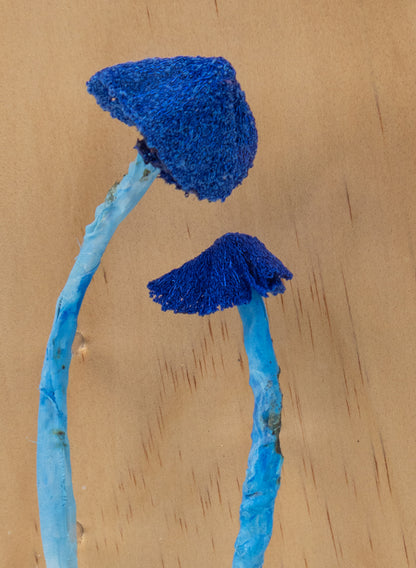 Werewere Kōkako Fungi 