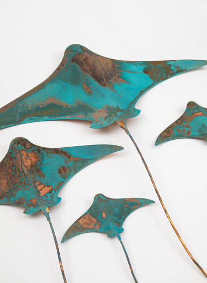Stingray - Set of 4