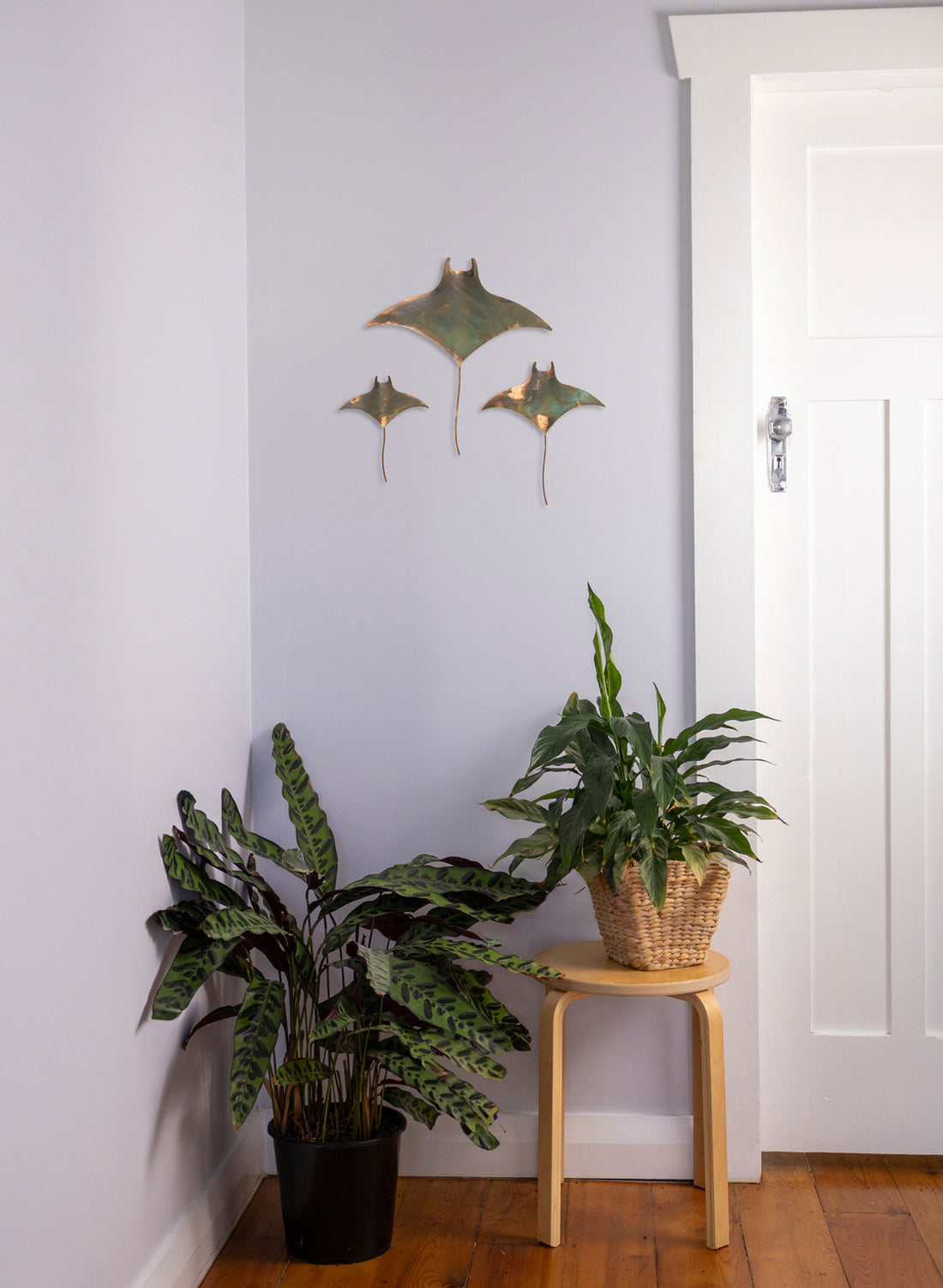 Manta Ray - Set of 3