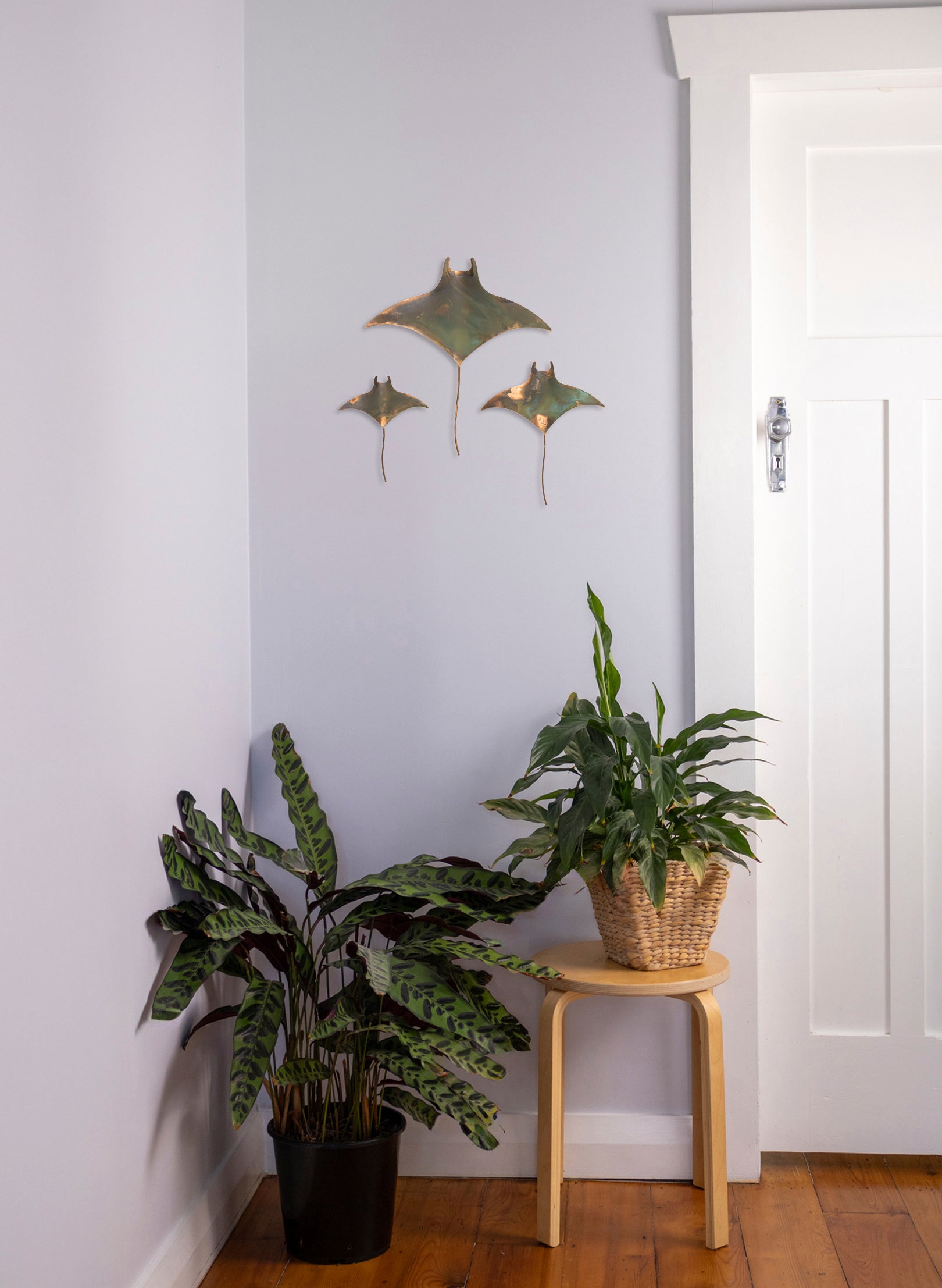 Manta Ray - Set of 3