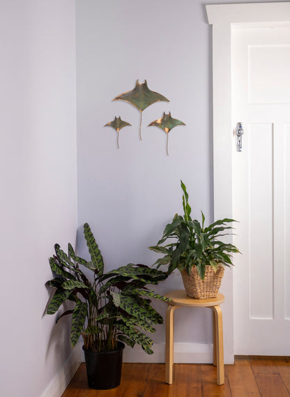 Manta Ray - Set of 3