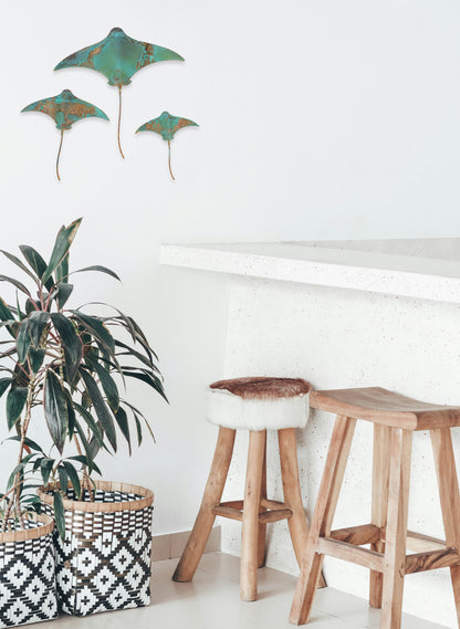 Stingray - Set of 3 