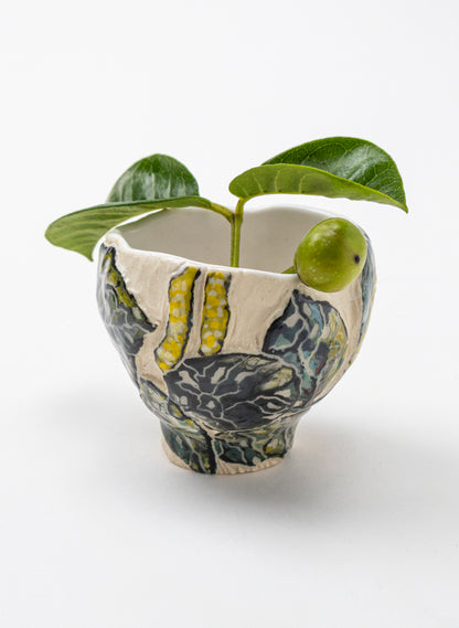 Kawakawa Curio - xsml