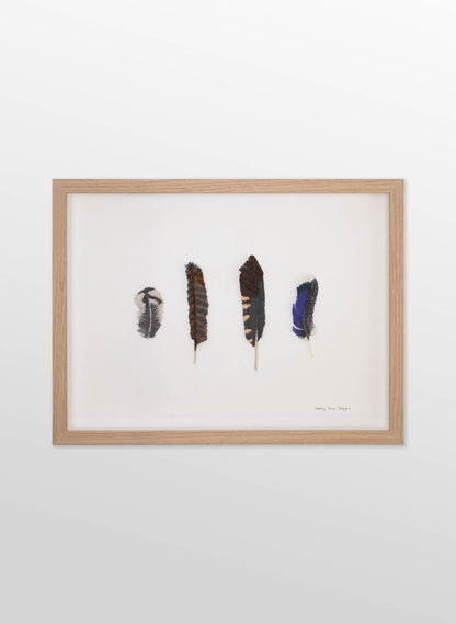 NZ Bird Feathers 