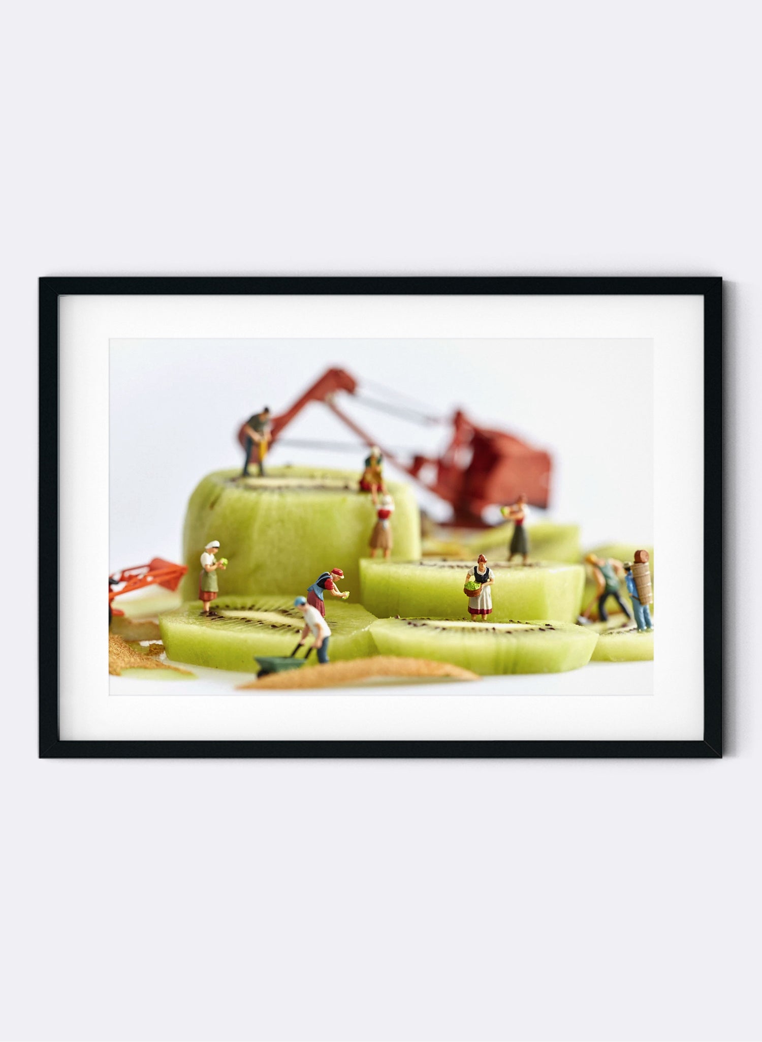 Kiwifruit Harvest - Photographic Print