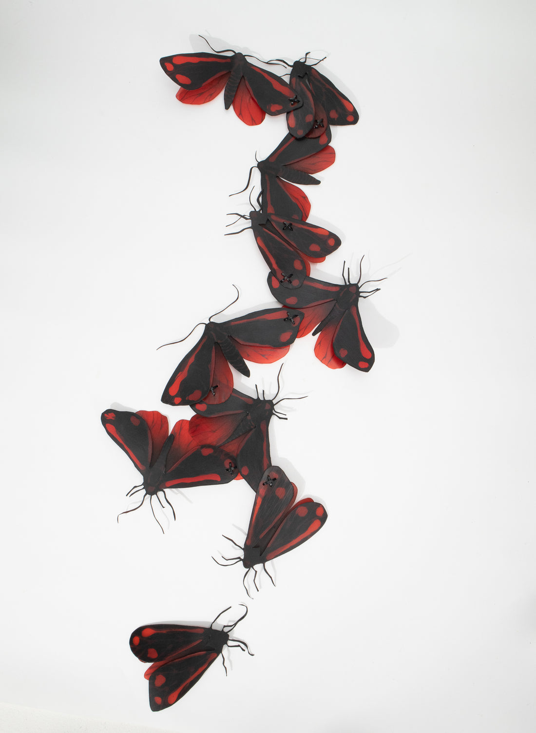 Cinnabar Moths (Red/Black)