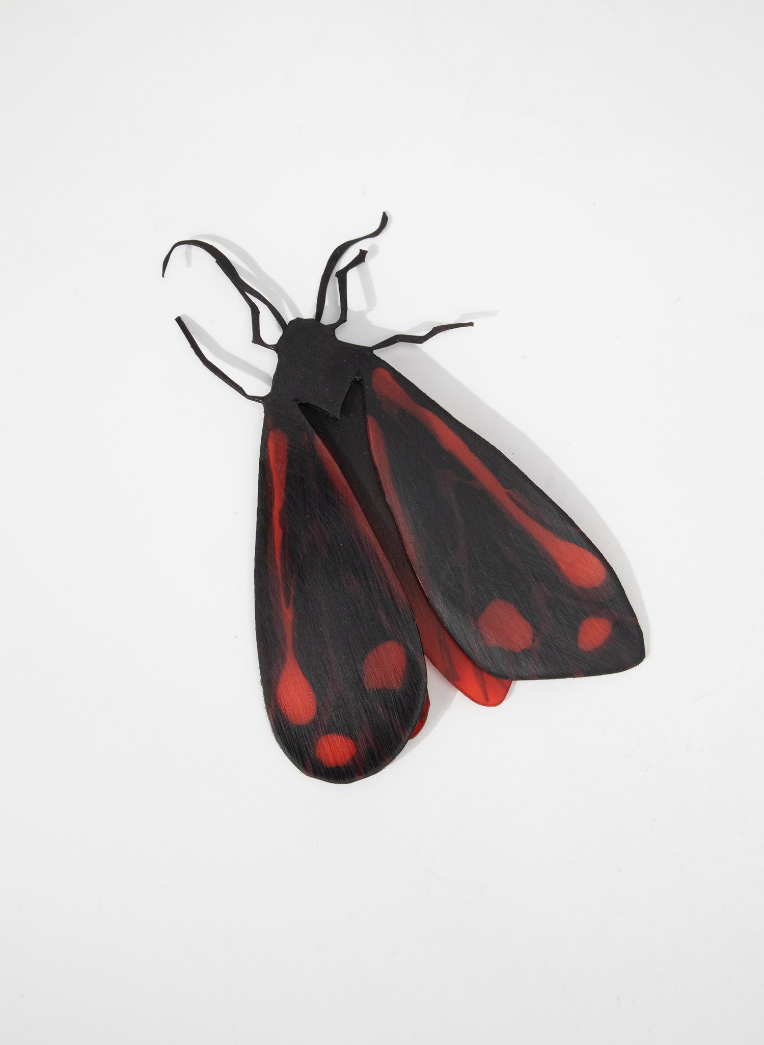 Cinnabar Moths (Red/Black)