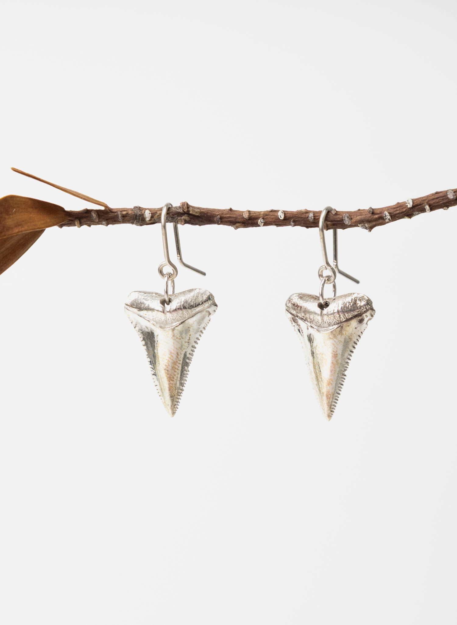 Great White Tooth Earrings