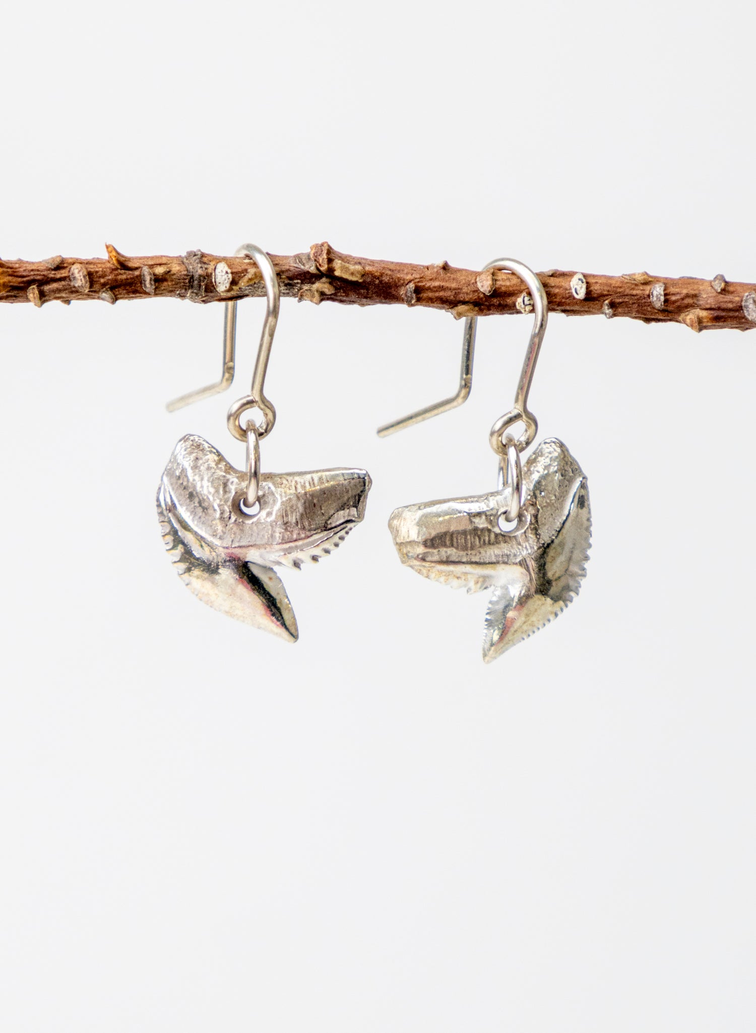 Tiger Shark Tooth Earrings
