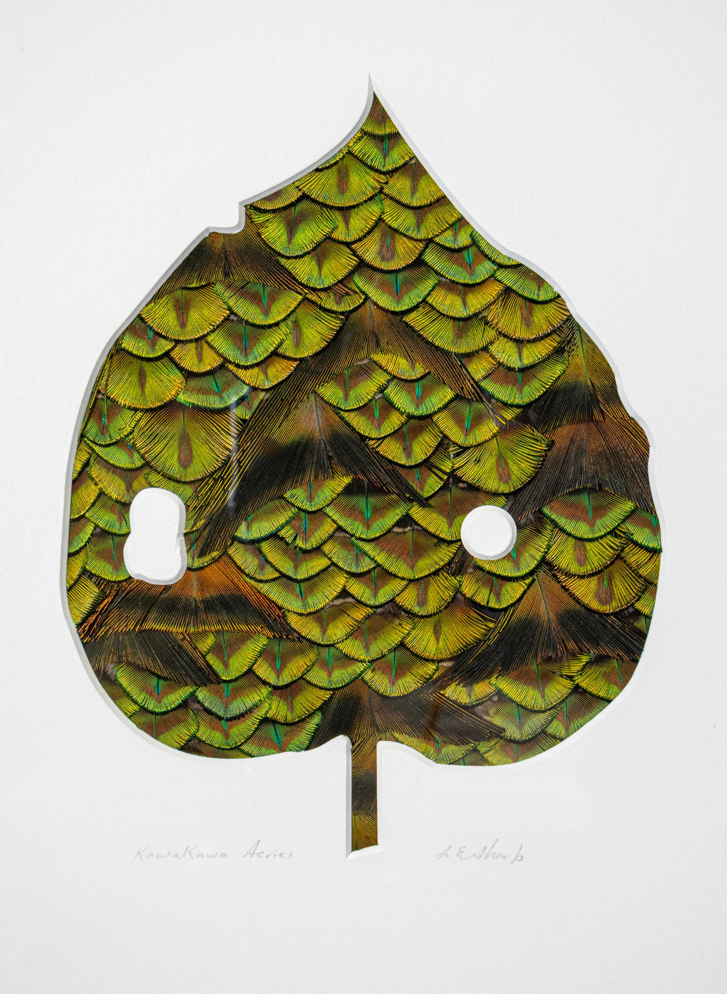 Kawakawa